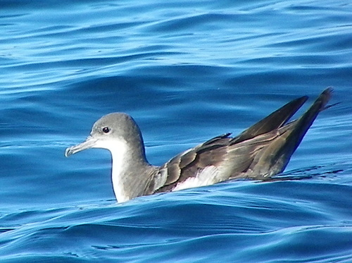 Wedge-tailed Shearwater