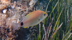 Diplodus annularis