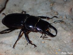 Serrognathus titanus platymelus