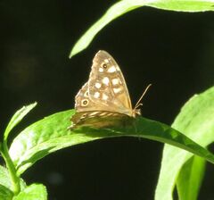 Pararge aegeria