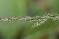 Muhlenbergia