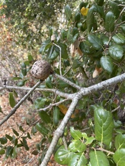 Amphibolips quercuspomiformis