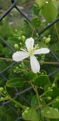 Clematis flammula