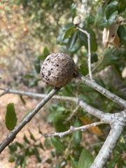 Amphibolips quercuspomiformis