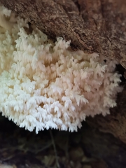 Hericium coralloides