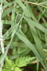Muhlenbergia