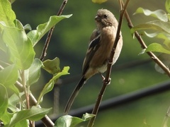 Carpodacus sibiricus