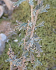 Hermannia pulverata