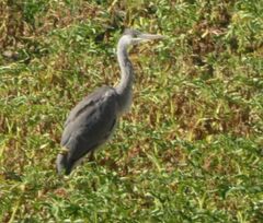 Ardea cinerea