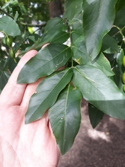 Styphnolobium japonicum