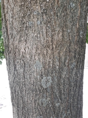 Styphnolobium japonicum