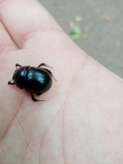 Anoplotrupes stercorosus