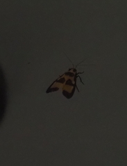 Chrysaeglia magnifica