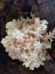 Hericium coralloides
