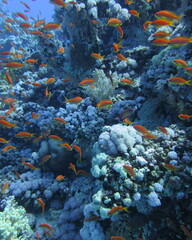 Pseudanthias squamipinnis