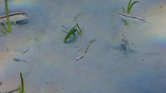 Mullus barbatus