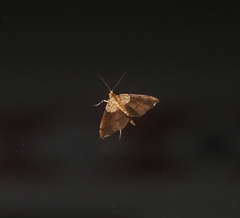 Agrotera posticalis