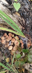 Armillaria borealis