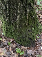 Claopodium rostratum