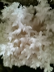 Hericium coralloides
