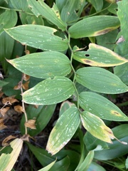 Streptopus lanceolatus