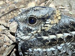 Hydropsalis torquata