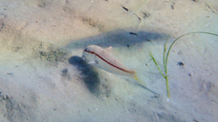 Mullus barbatus