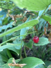 Streptopus lanceolatus
