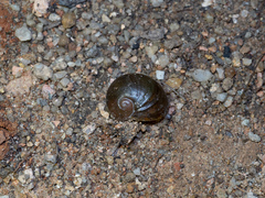 Megaustenia imperator