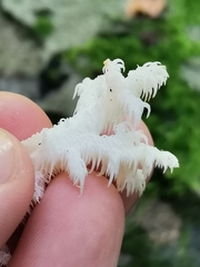 Hericium coralloides