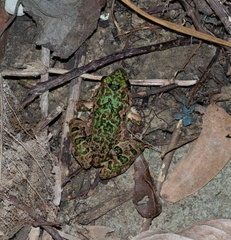 Fejervarya multistriata