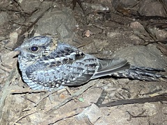 Hydropsalis torquata