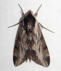Sphinx gordius