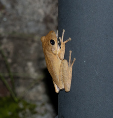 Polypedates megacephalus