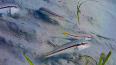 Mullus barbatus