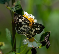 Abraximorpha davidii