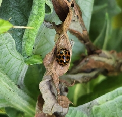 Harmonia conformis