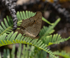 Junonia lemonias
