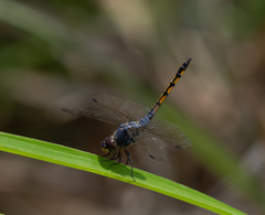 Potamarcha congener
