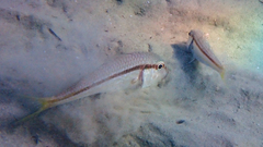Mullus barbatus