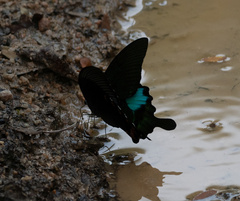 Papilio paris