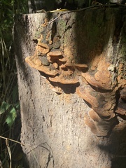 Fuscoporia