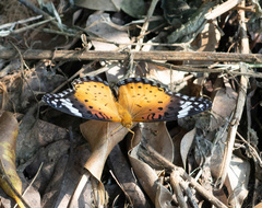 Argynnis hyperbius