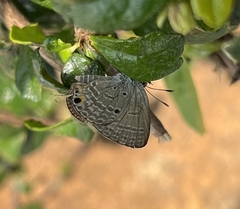 Luthrodes pandava