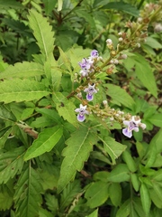 Vitex