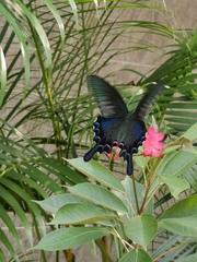 Papilio bianor