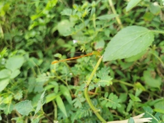 Ceriagrion auranticum