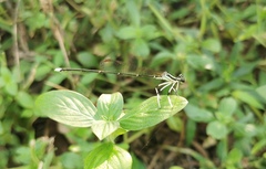Pseudocopera ciliata