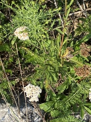 Achillea millefolium