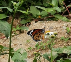 Danaus genutia
